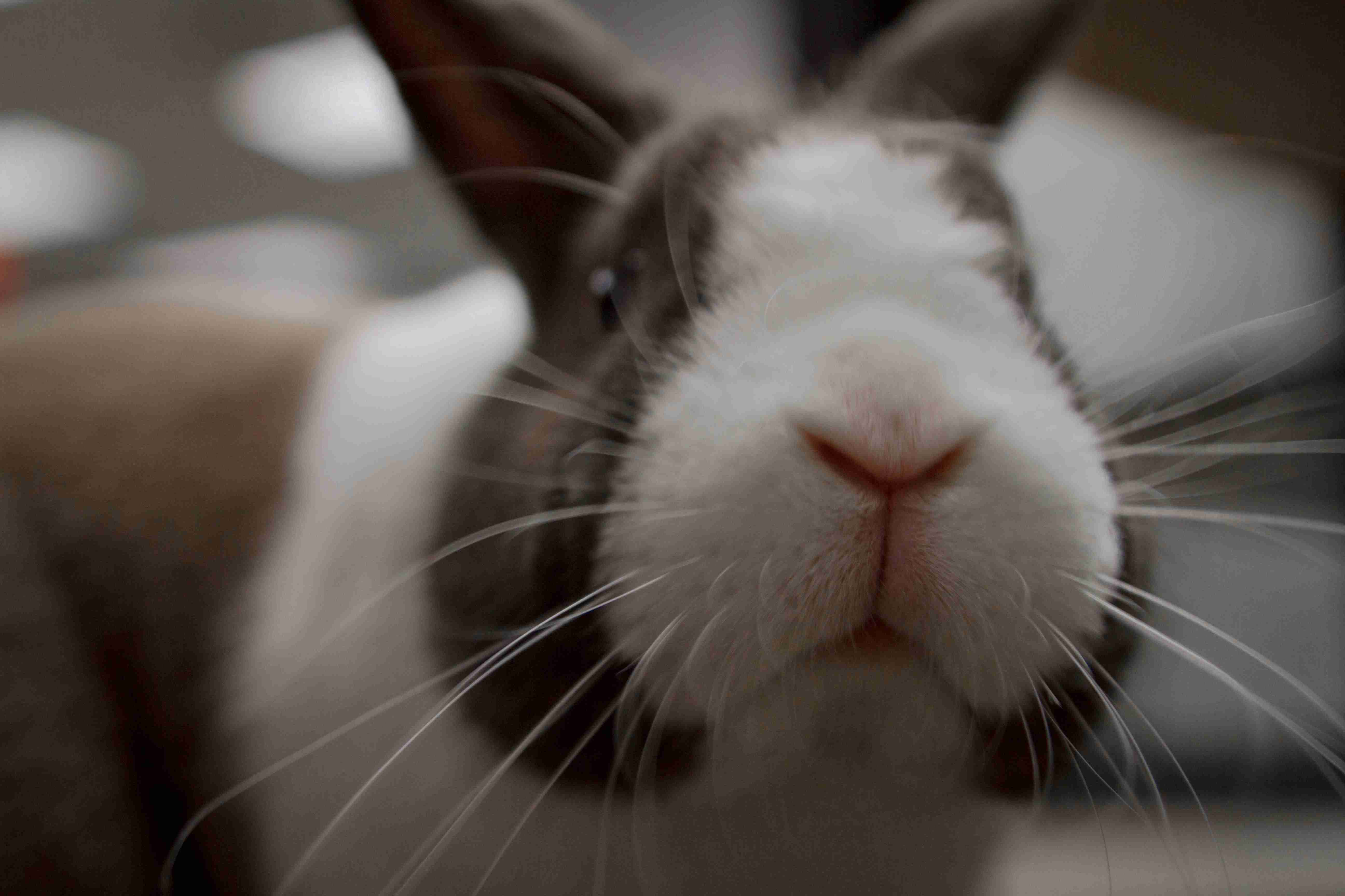 5 Effective Ways to Prevent Respiratory Infections in Your Pet Rabbit